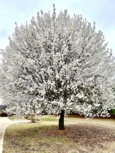 White blooming Ornamental Pear