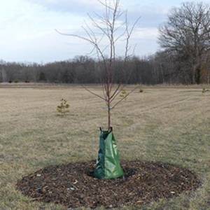 Newly planted tree with watering device