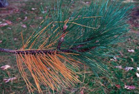 browning needles on pine tree