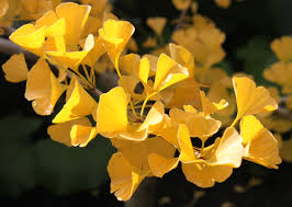 yellow ginkgo leaves