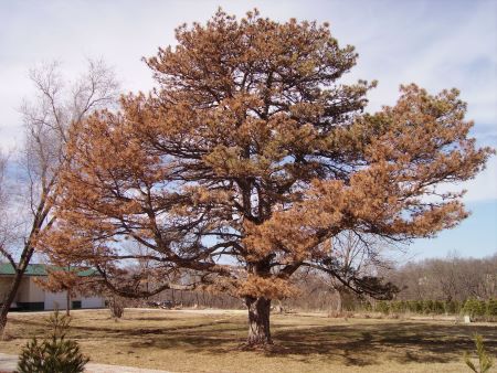 dead pine tree