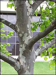 Scaffold Branches on Sycamore