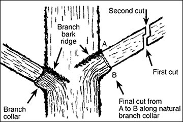 Three pruning method on trees