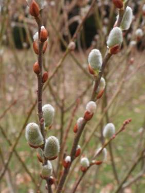 pussy willow blooms
