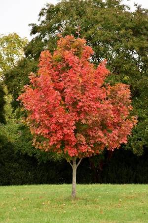 Sugar Maple with red fall color