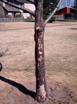 Tree damaged by winter sun