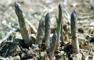 new asparagus stalks