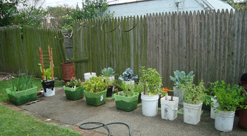Vegetables growing in various containers