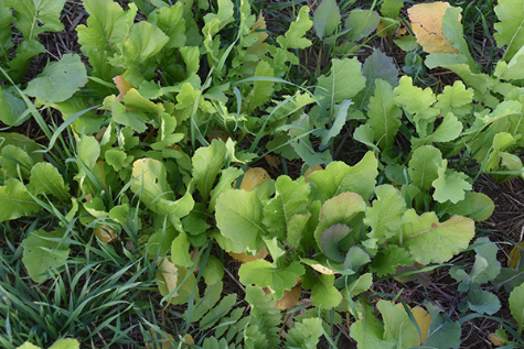 Lettuce Cover crop