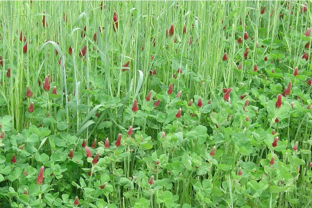 Cover Crops Mix