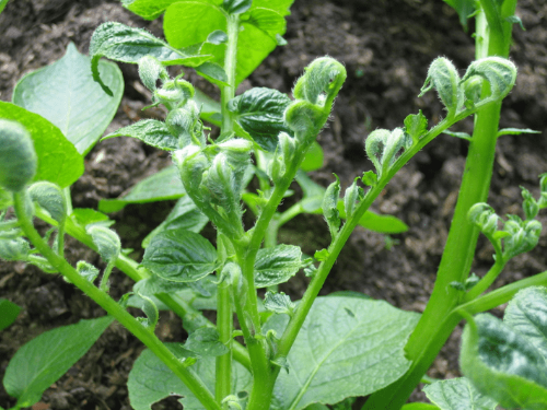 herbicide damage potato
