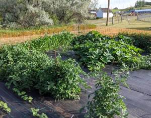 Vegetable garden with weed mat