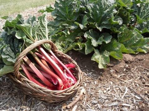 rhubarb in a basket