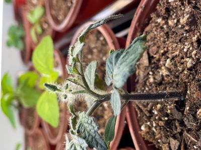tomato seedling with bloom