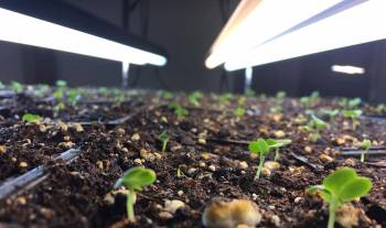 seedlings under grow light
