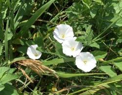 white bindweed flowers