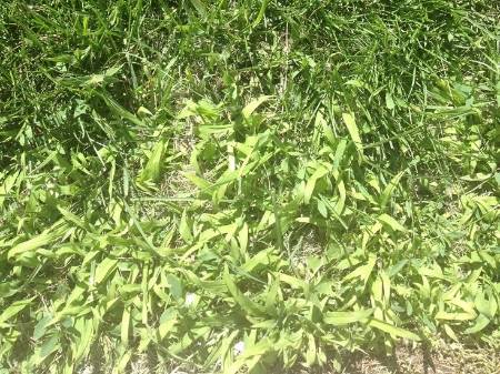 crabgrass in lawns