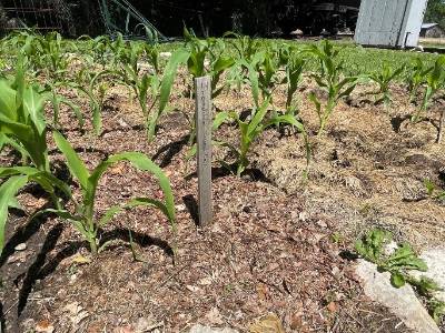 grass clippings around corn plants