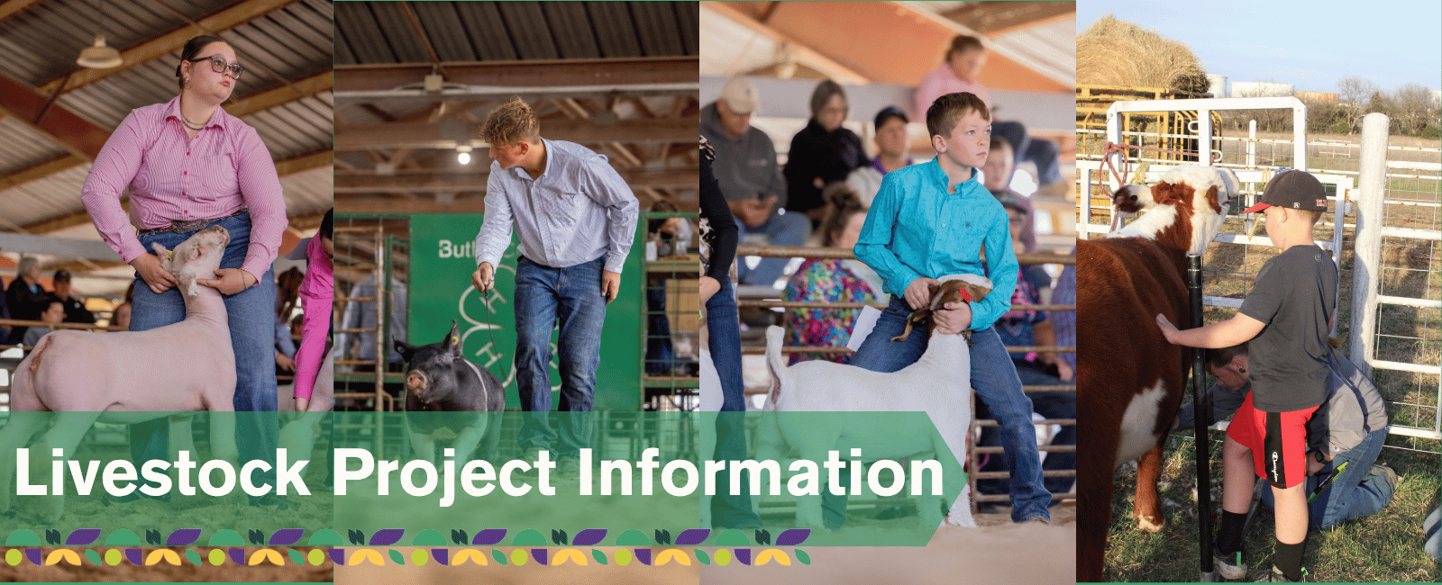 4-H members showing their sheep, swine, meat goat, and cattle.