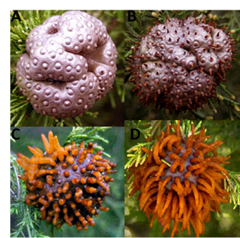 cedar apple rust fungus spores