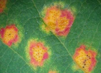 cedar apple rust spots on apple leaves