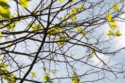 tree with few leaves