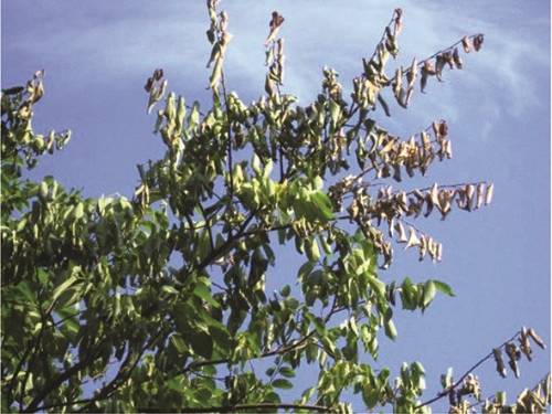 dying leaves
