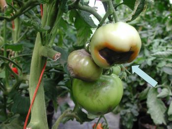 Blossom End Rot on Tomatoes
