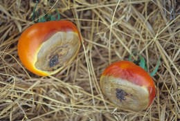 blossom end rot on tomato