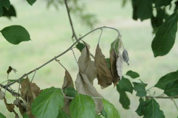 fireblight tree