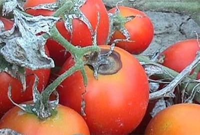 fungal disease of tomatoes