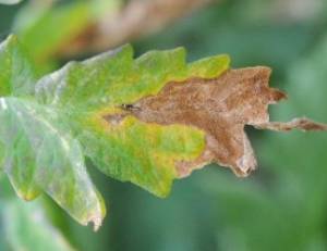 leaf spot on tomatoes
