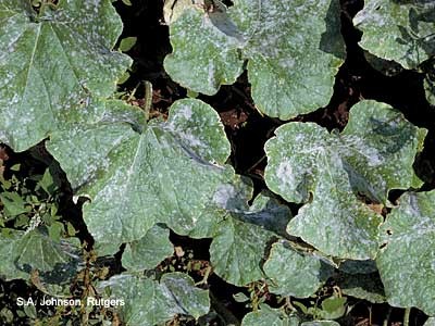 white powder on leaves