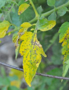 leaf spot disease on tomatoes