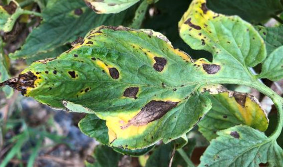 Early Blight leaf spots