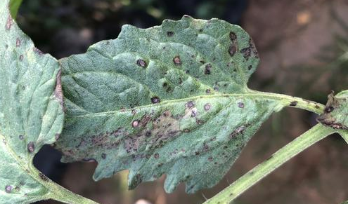 Septoria Leaf Spot on tomatoes