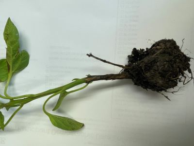 dead stem on a pepper