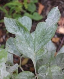 powdery mildew on peony leaf