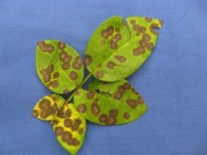 black spots