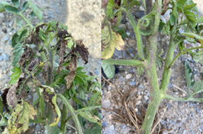 tomato leaf spots