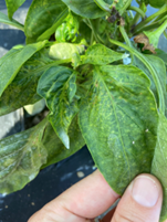 pepper leaf spots