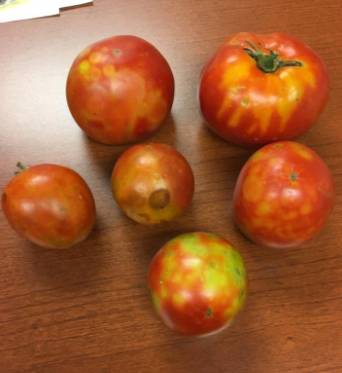 spotted tomato fruit