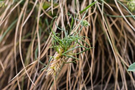 seed sprouting in grasses