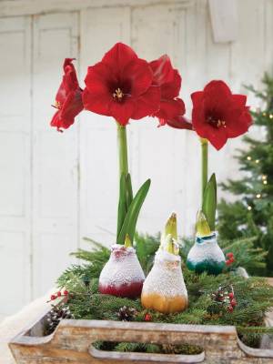 Red Amaryllis