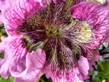 purple petunia flower