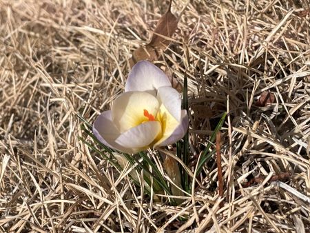 pink crocus bloom in dead grass