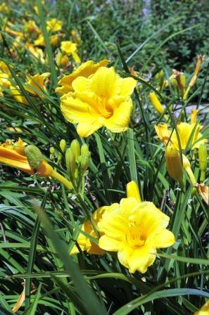 yellow daylily flowers