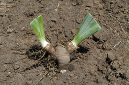 Double fan of Iris rhizome