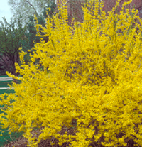 yellow forsythia blooms
