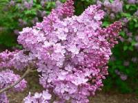purple lilac bloom